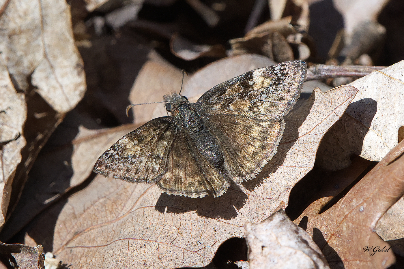 JuvenalsDuskywing0534 sm.jpg