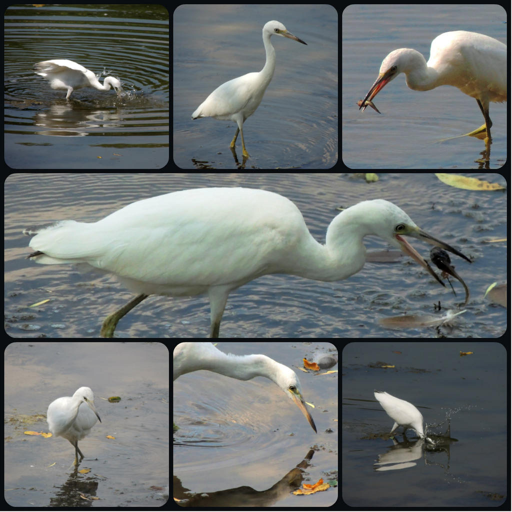 Juvenile Little Blue Heron.jpg