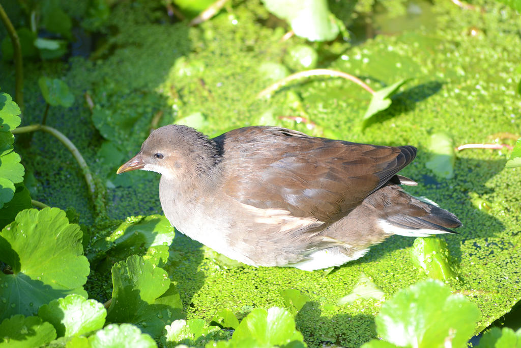 Juvenile moorhen.jpg