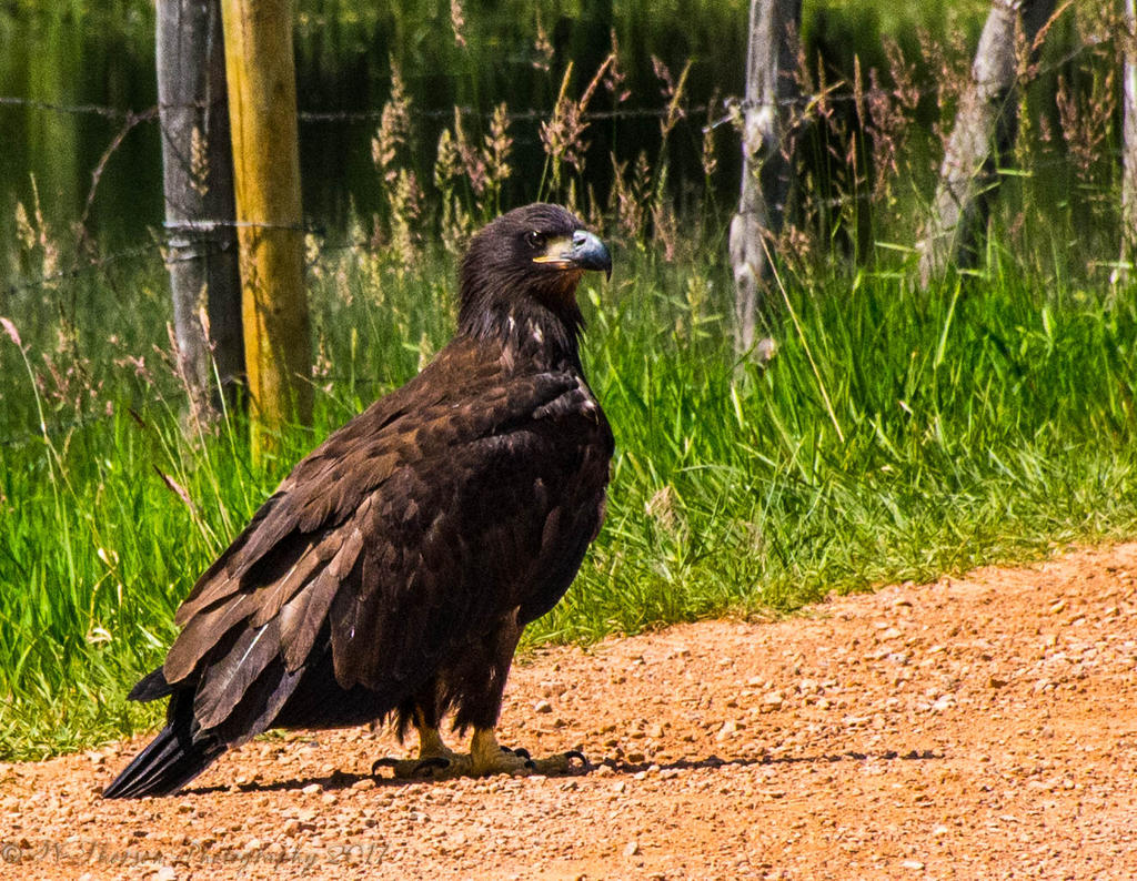 Juvenille Bald Eagle #2 7-2-2017.jpg
