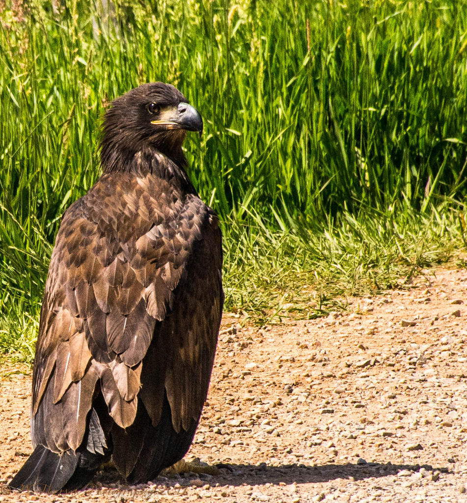 Juvenille Bald Eagle #3 7-2-2017.jpg