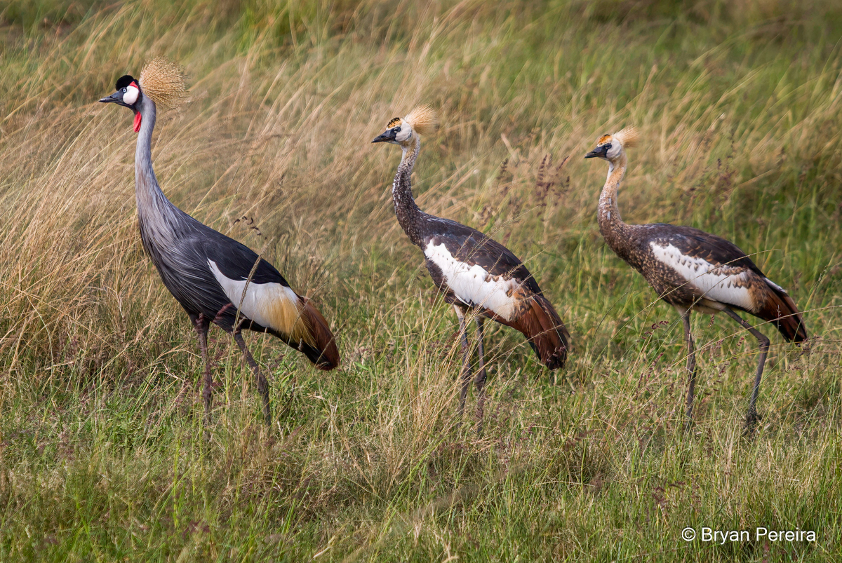 k183 DSC_0019_bp.JPG