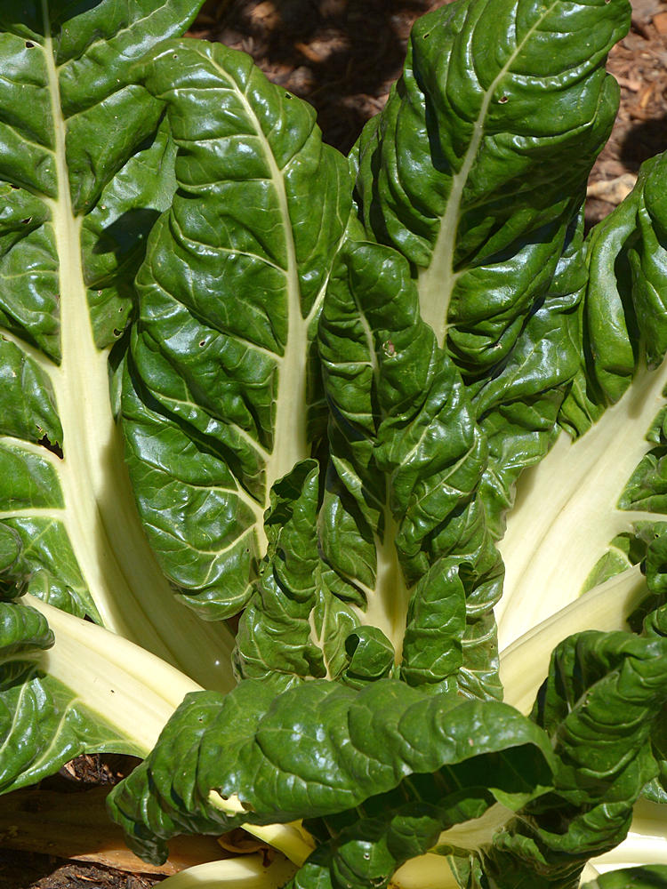 Kale.jpg