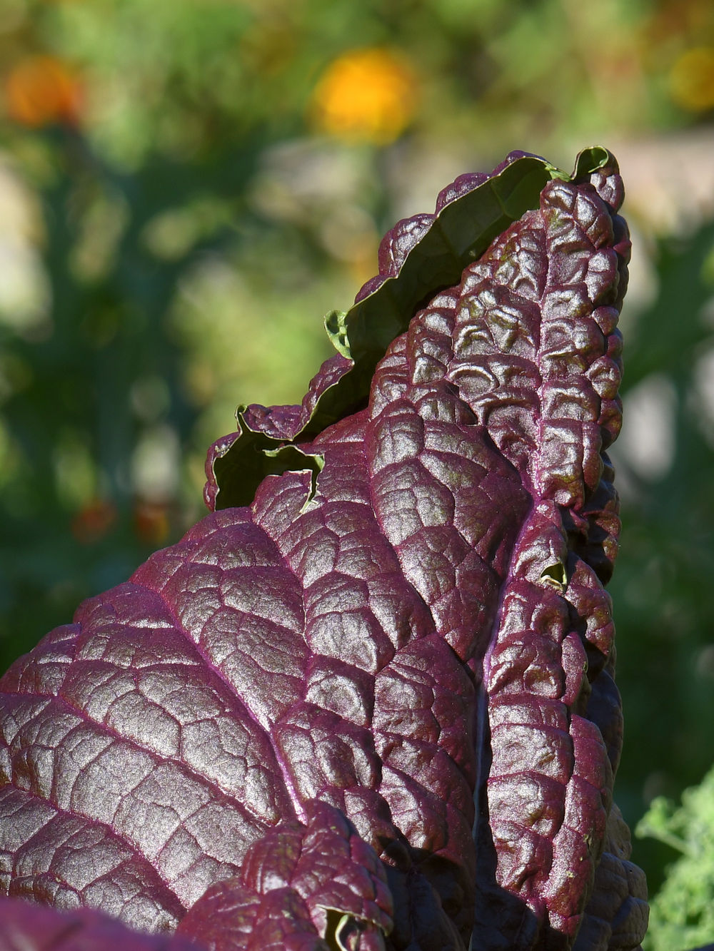 Kale.jpg