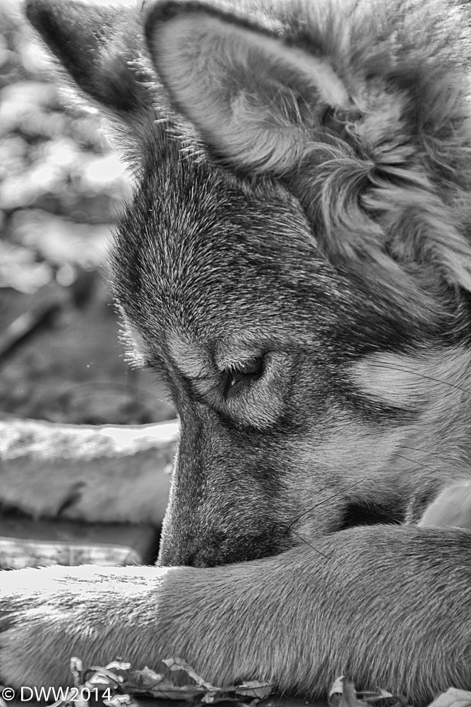 Kami B&W2 (1 of 1).jpg