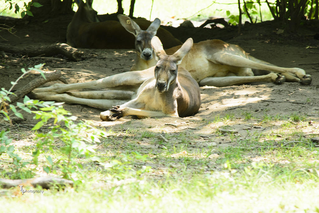 Kangaroo KC Zoo.jpg
