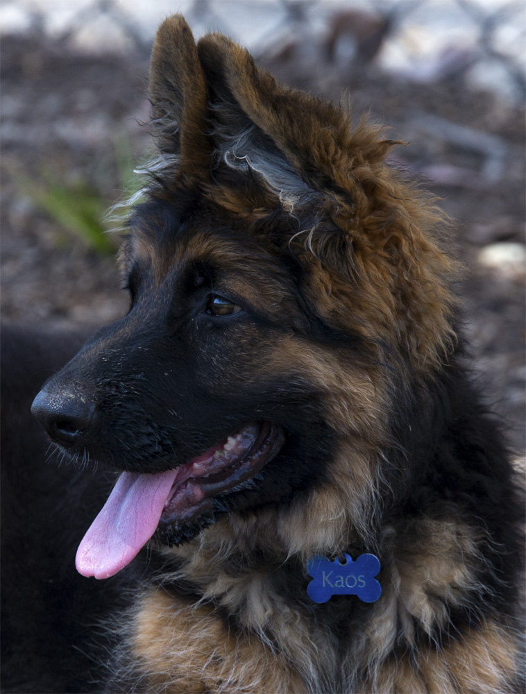 Kaos profile.jpg