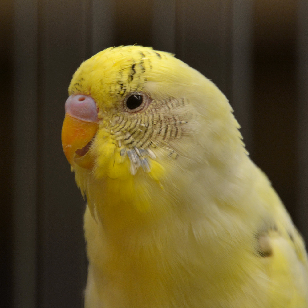 Keet.jpg