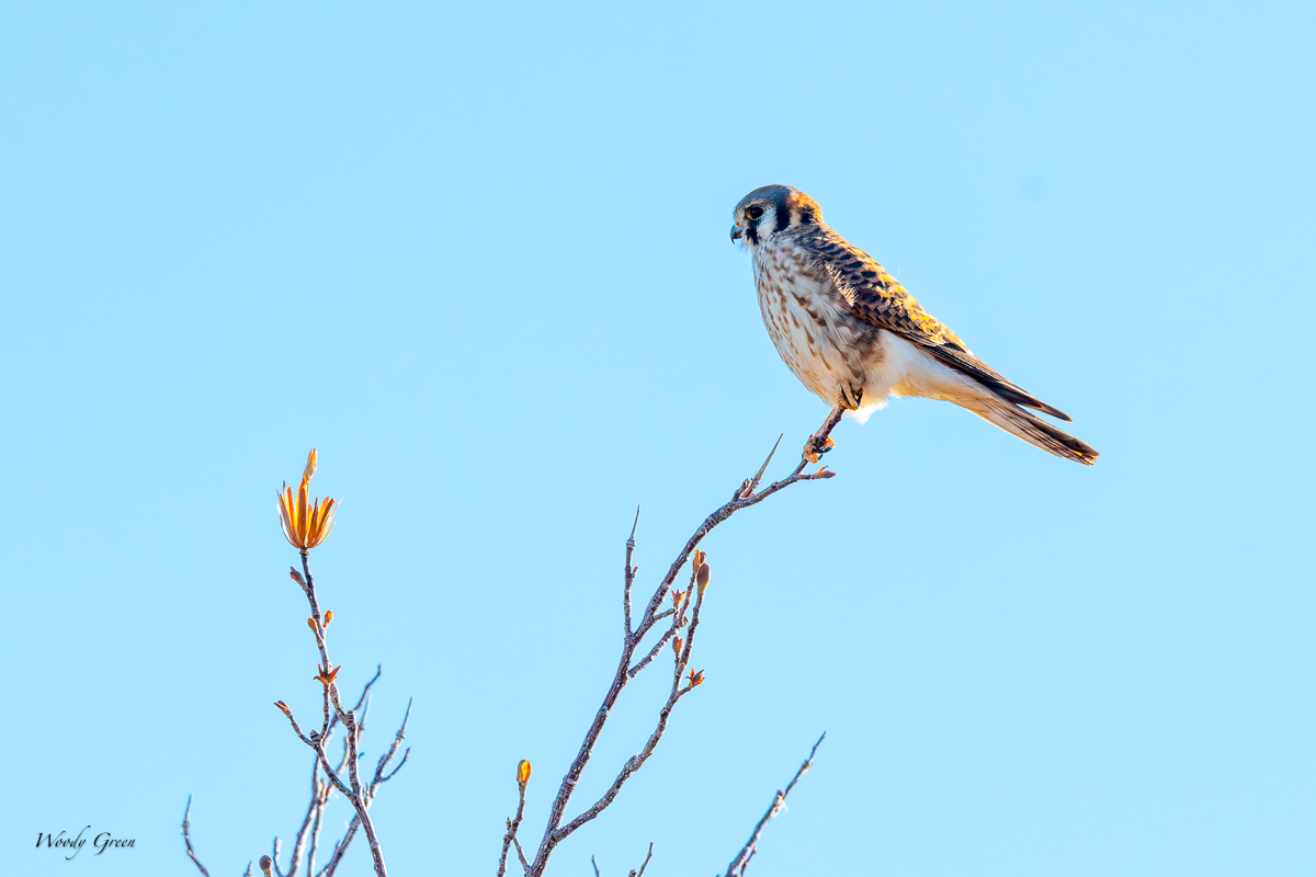 Kestrel-170.jpg