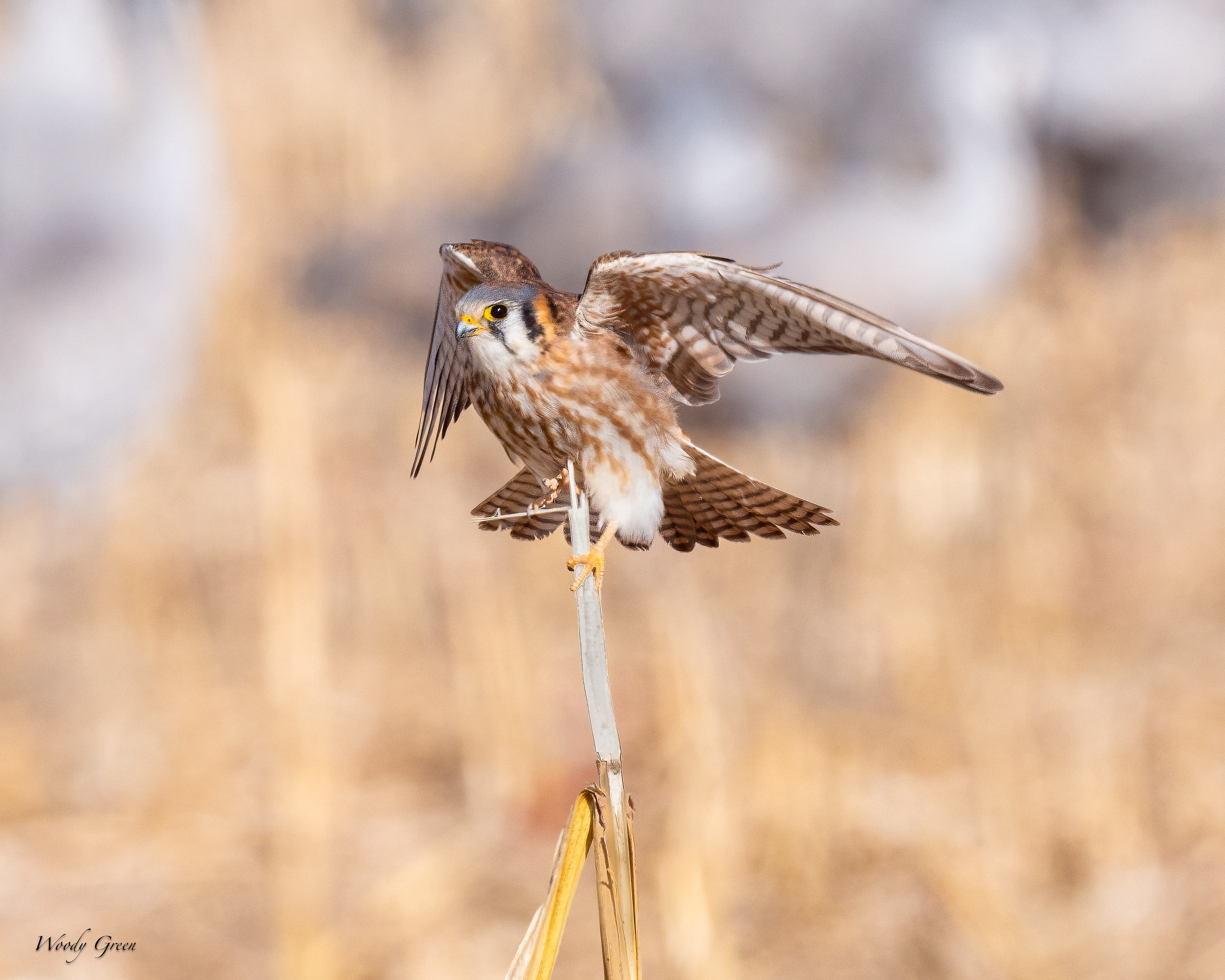 Kestrel-249.jpg