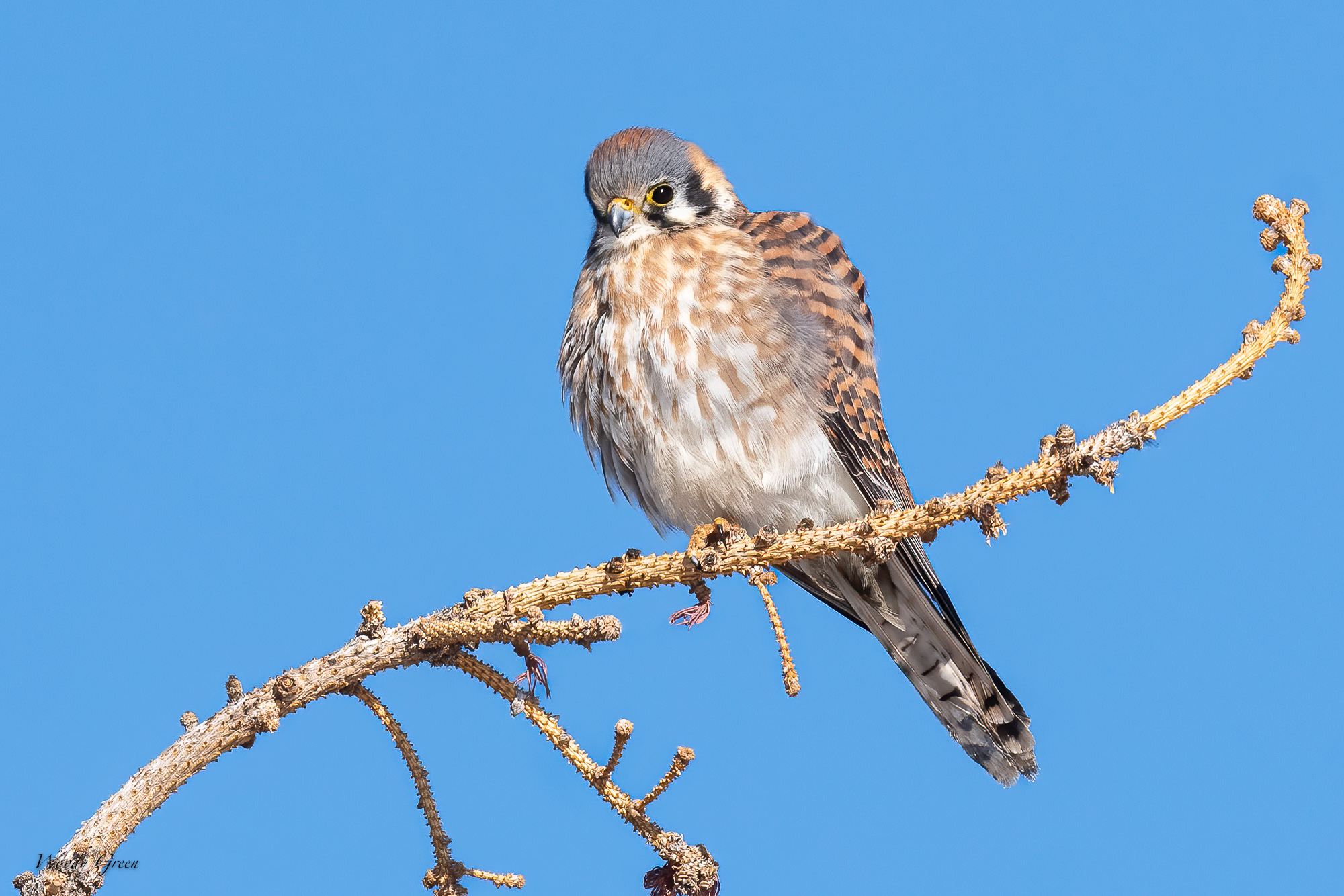 Kestrel-570.jpg