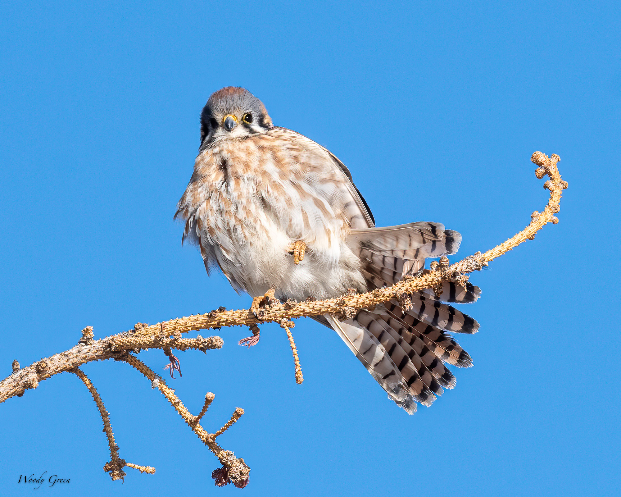 Kestrel-573.jpg