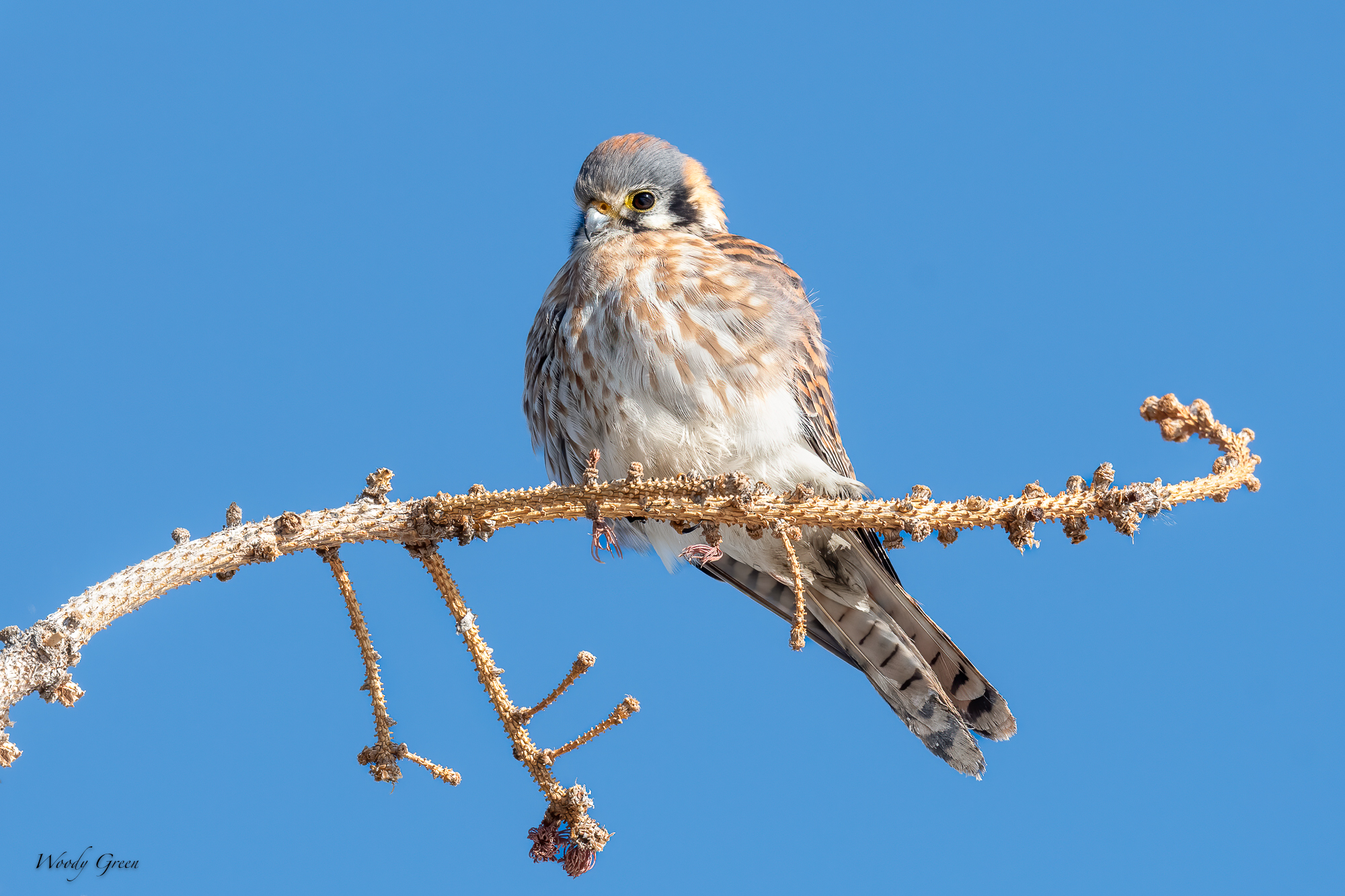 Kestrel-576.jpg