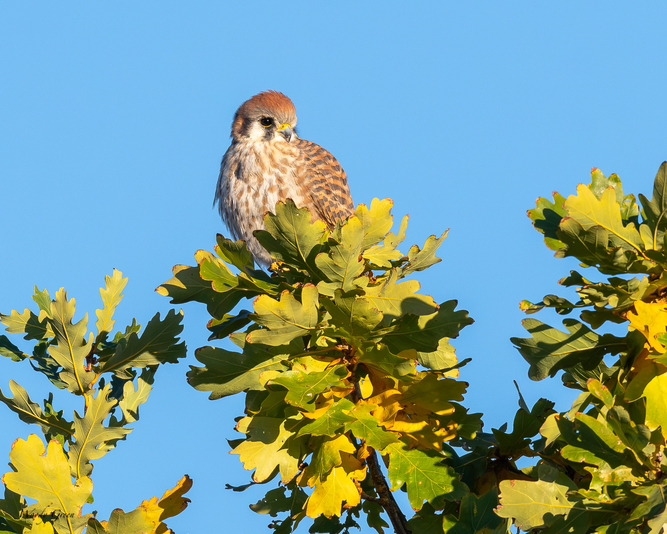 Kestrel-771.jpg