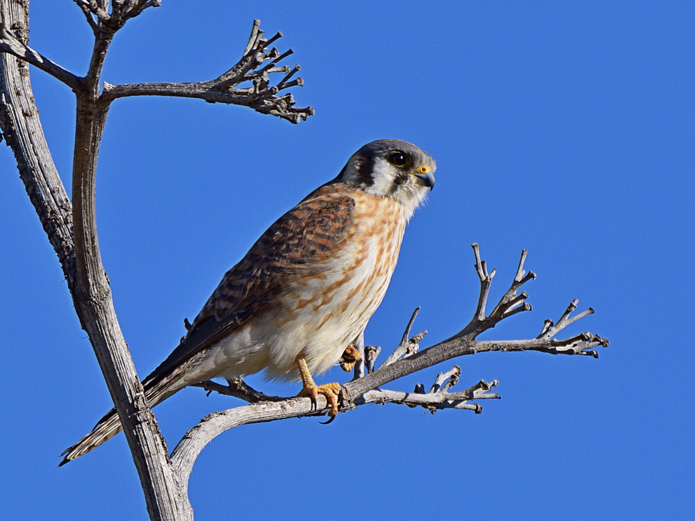 Kestrel.jpg