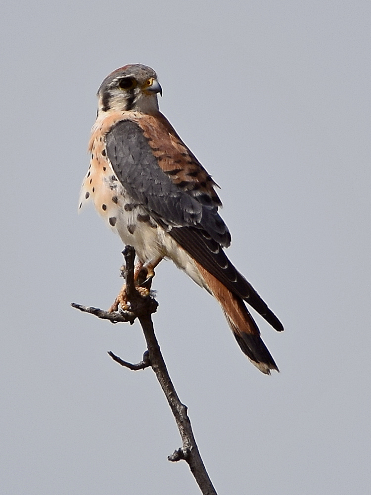 Kestrel.jpg
