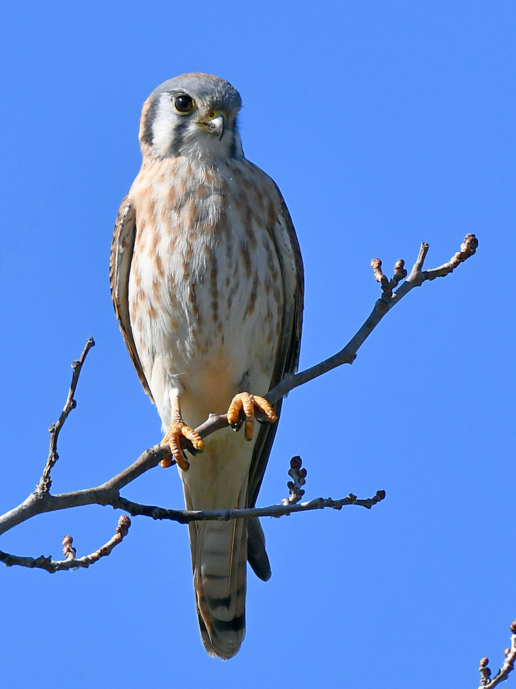 Kestrel.jpg