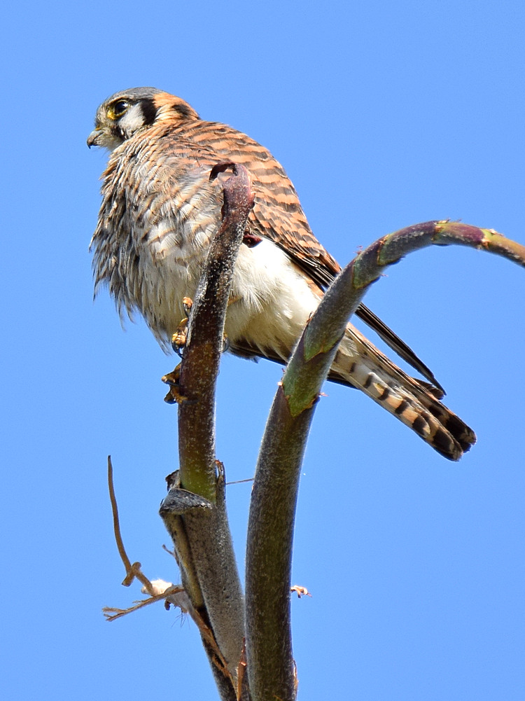 Kestrel2.jpg