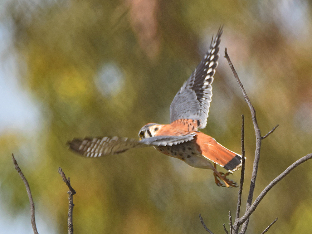 Kestrel2.jpg