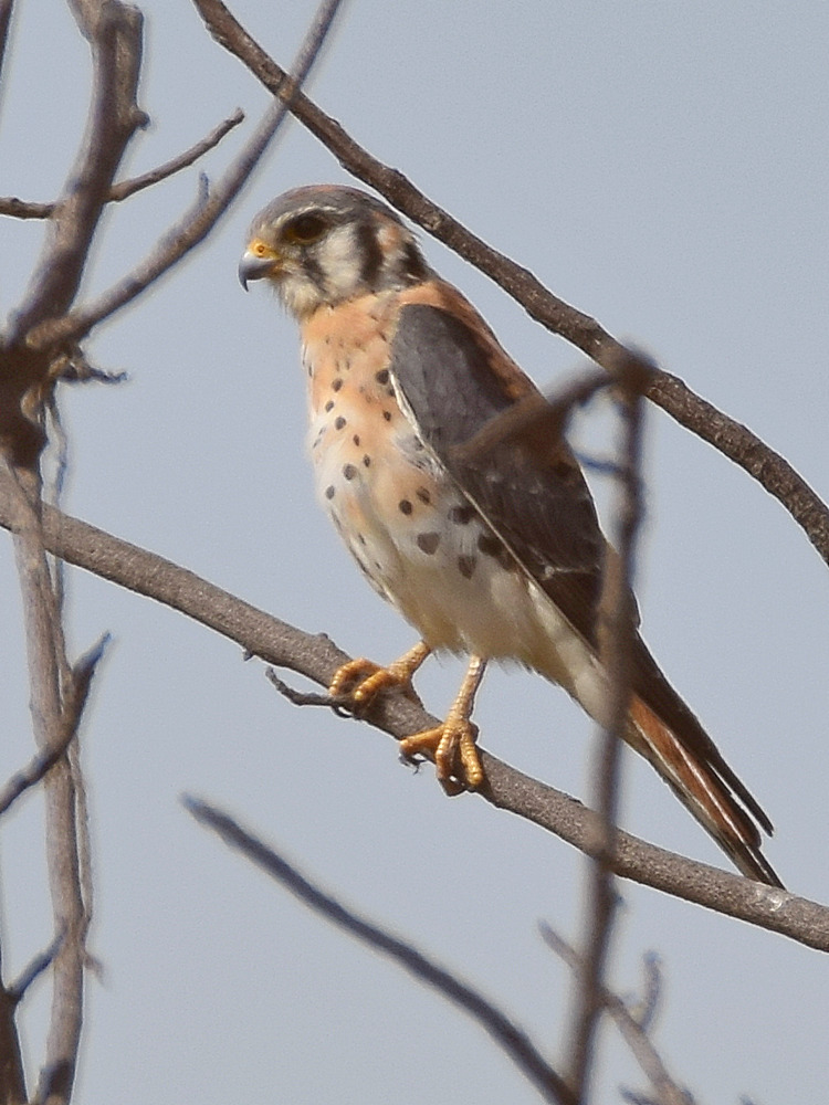 Kestrel3.jpg