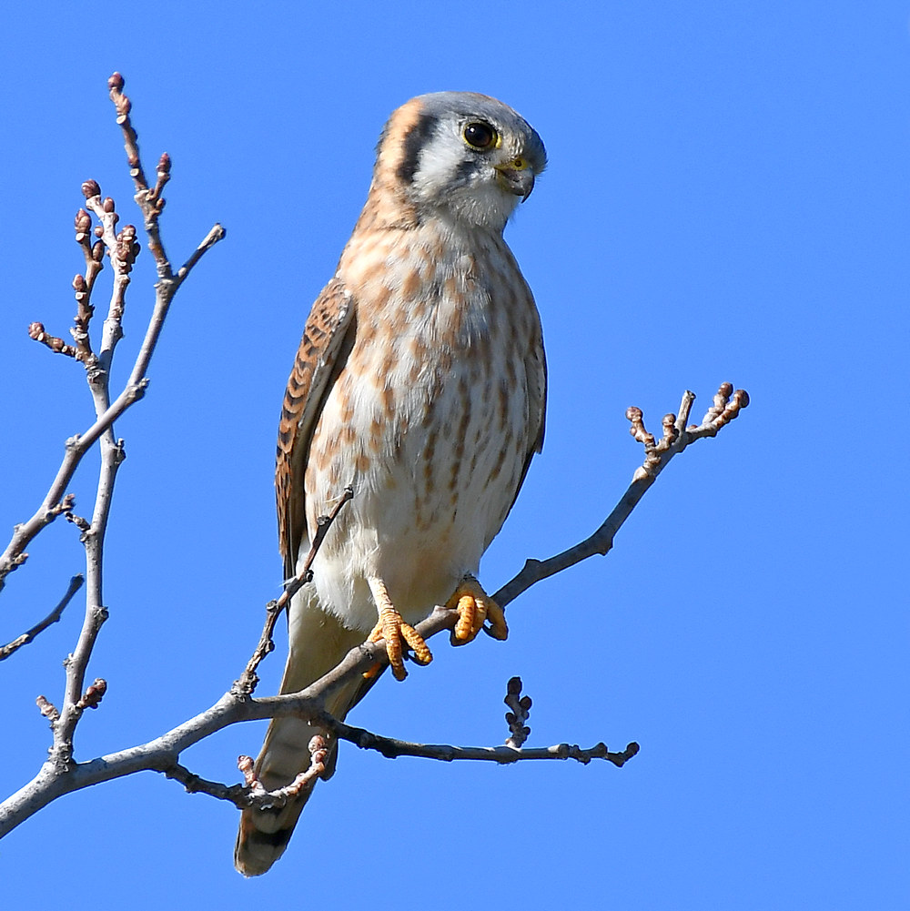 Kestrel3.jpg
