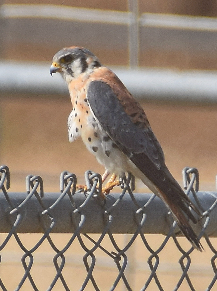 Kestrel4.jpg