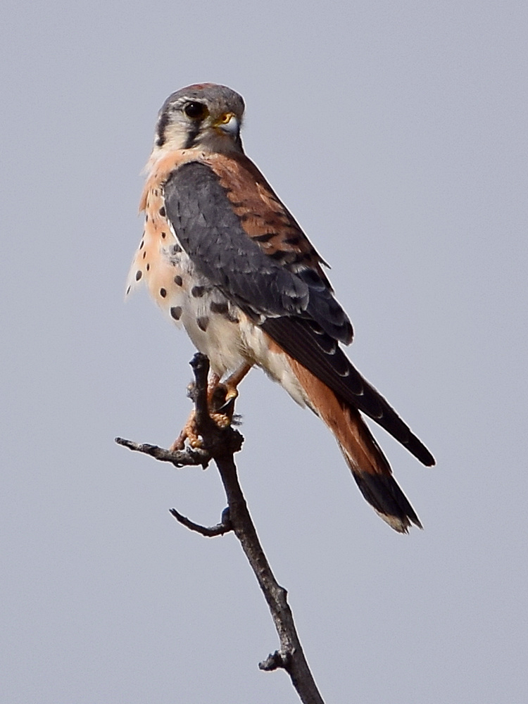 Kestrel5.jpg