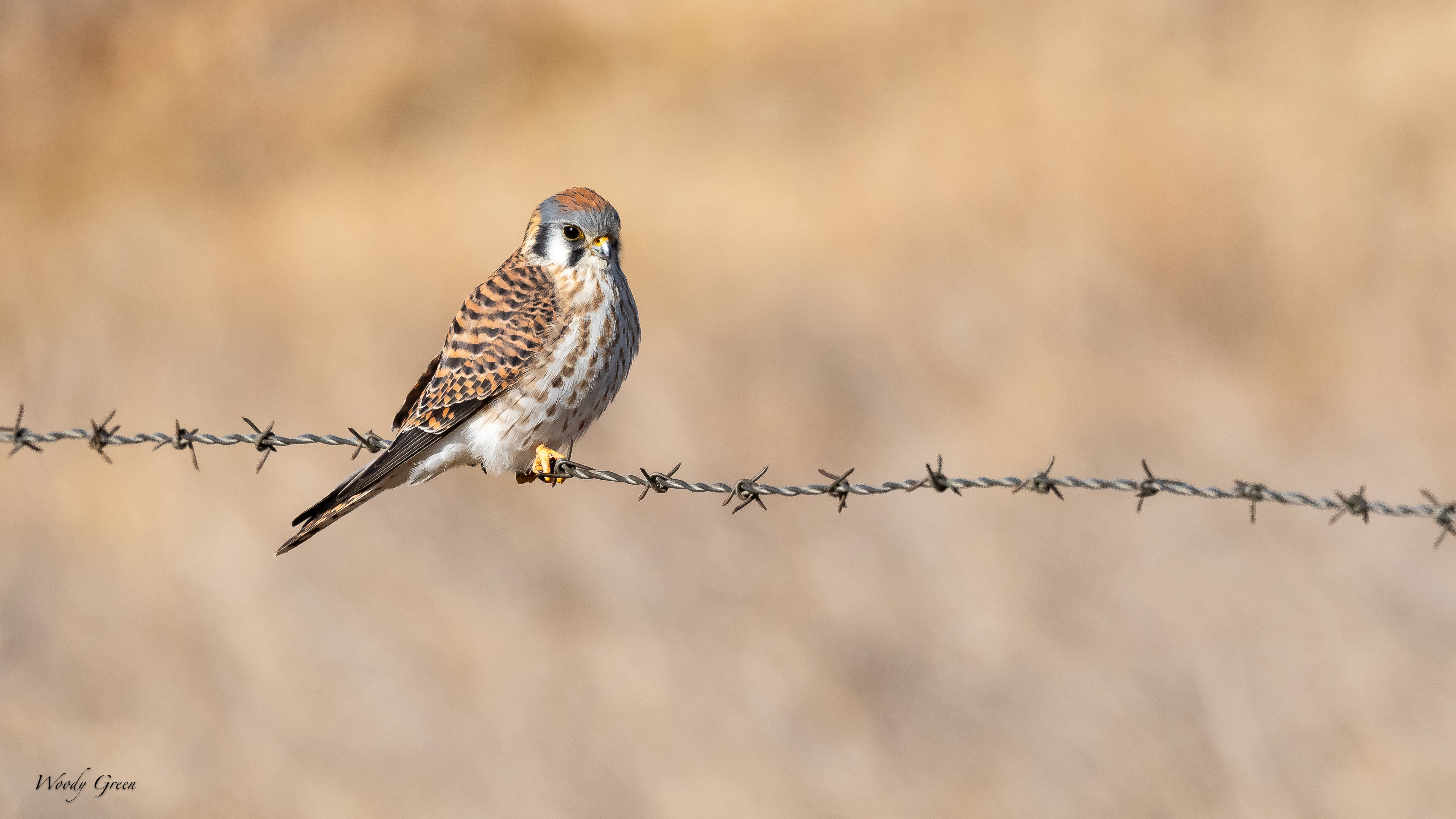 KestrelFence-284.jpg