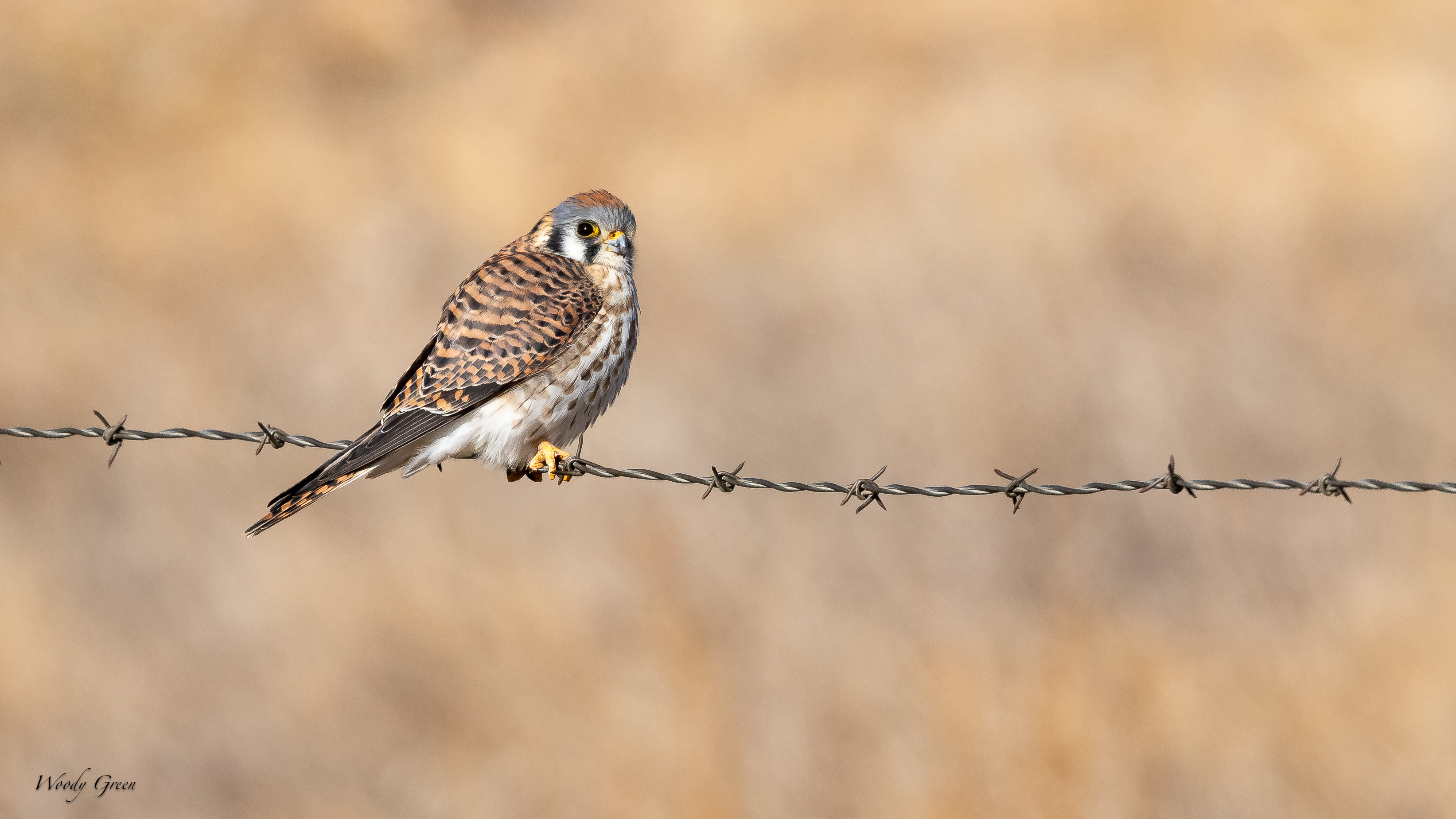 KestrelFence-285.jpg