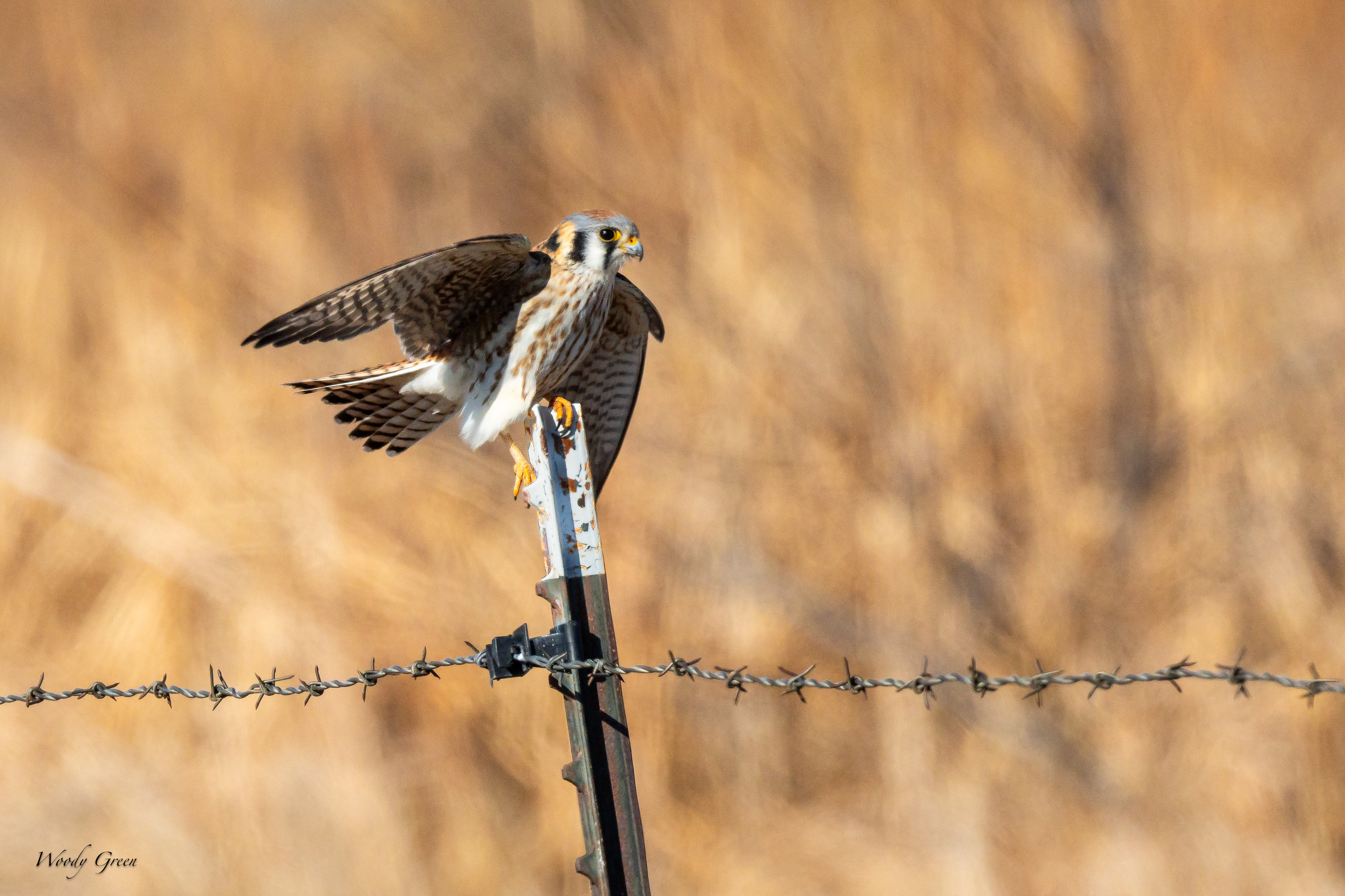 KestrelFence-286.jpg