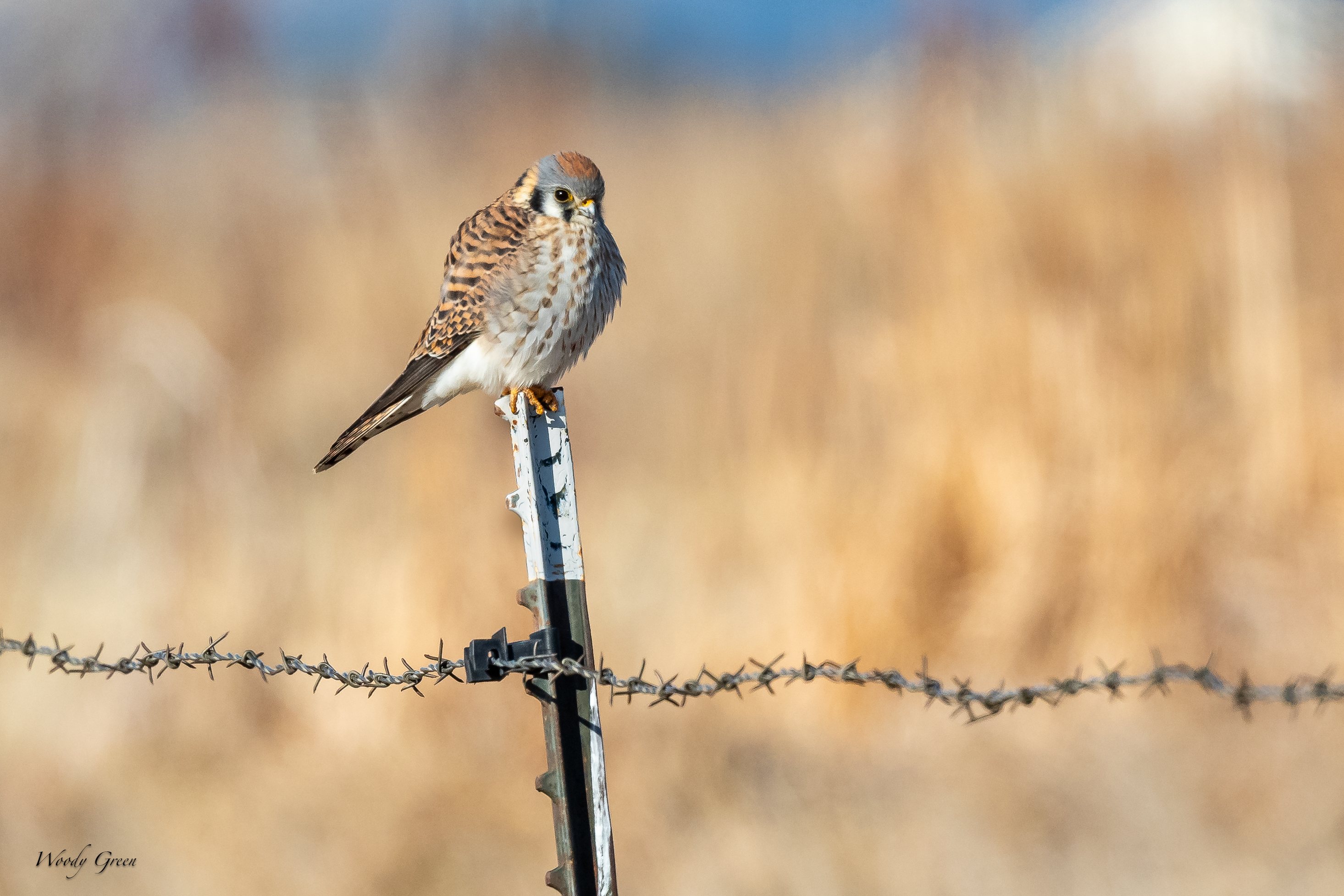 KestrelFence-287.jpg