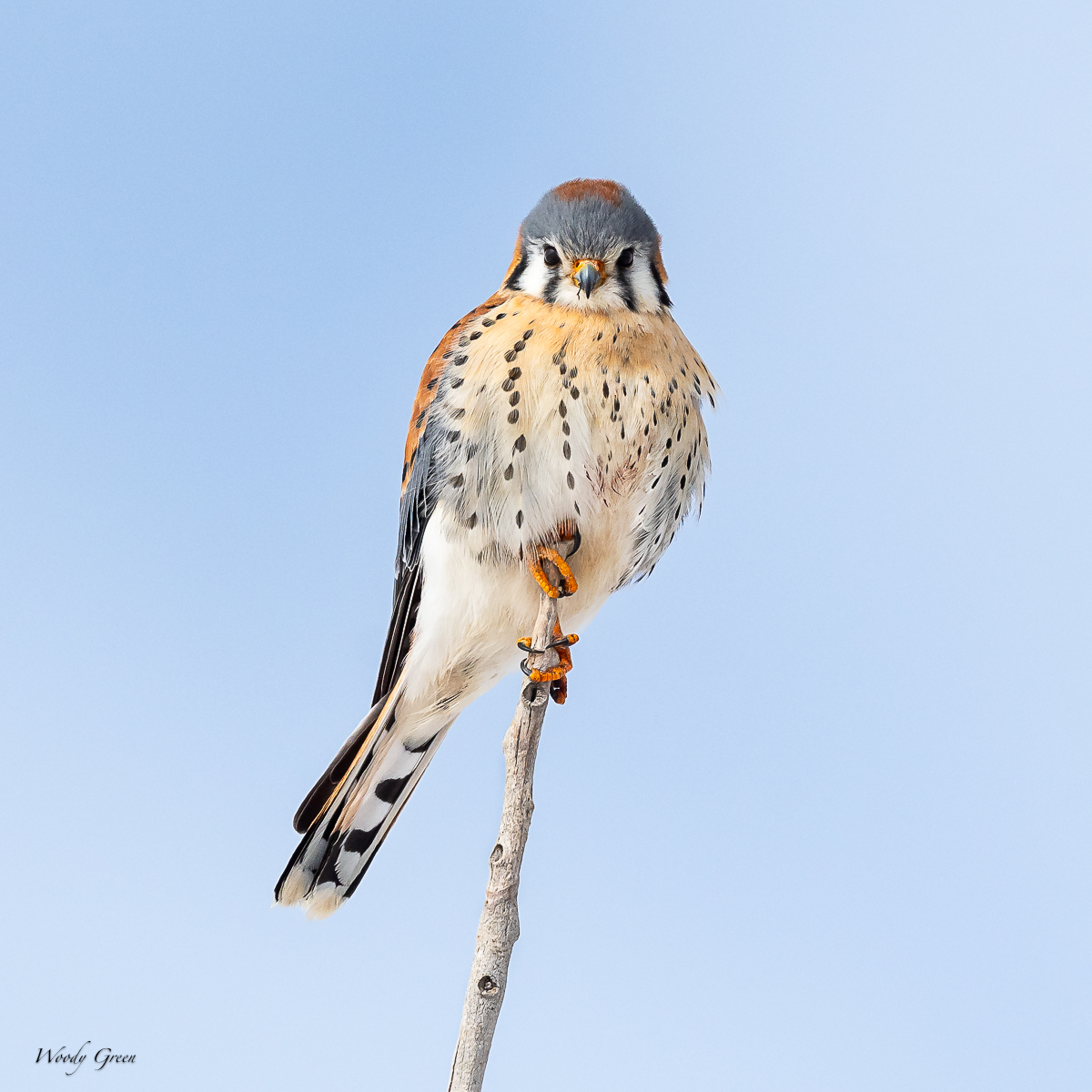 KestrelPerched-10.jpg