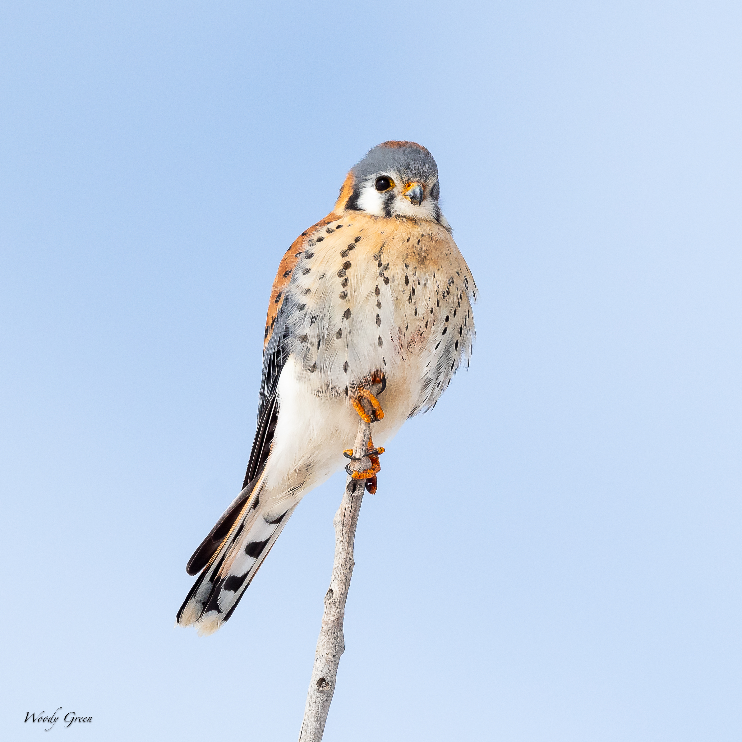 KestrelPerched-7.jpg