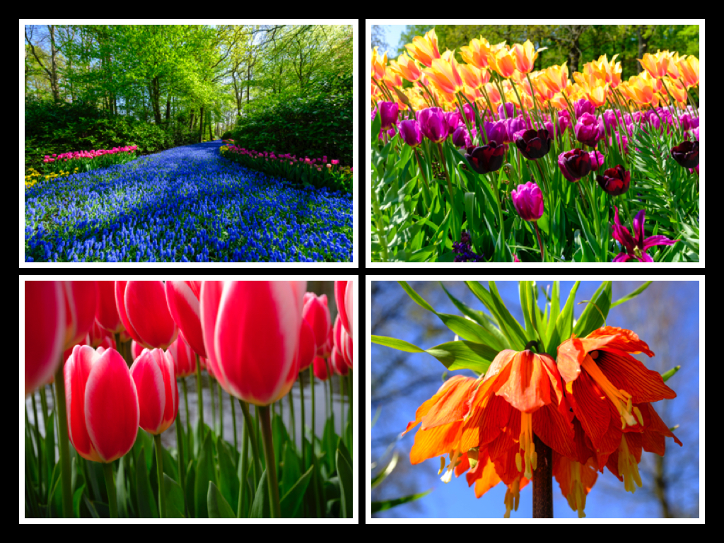 Keukenhof 1 Mosaic.jpg