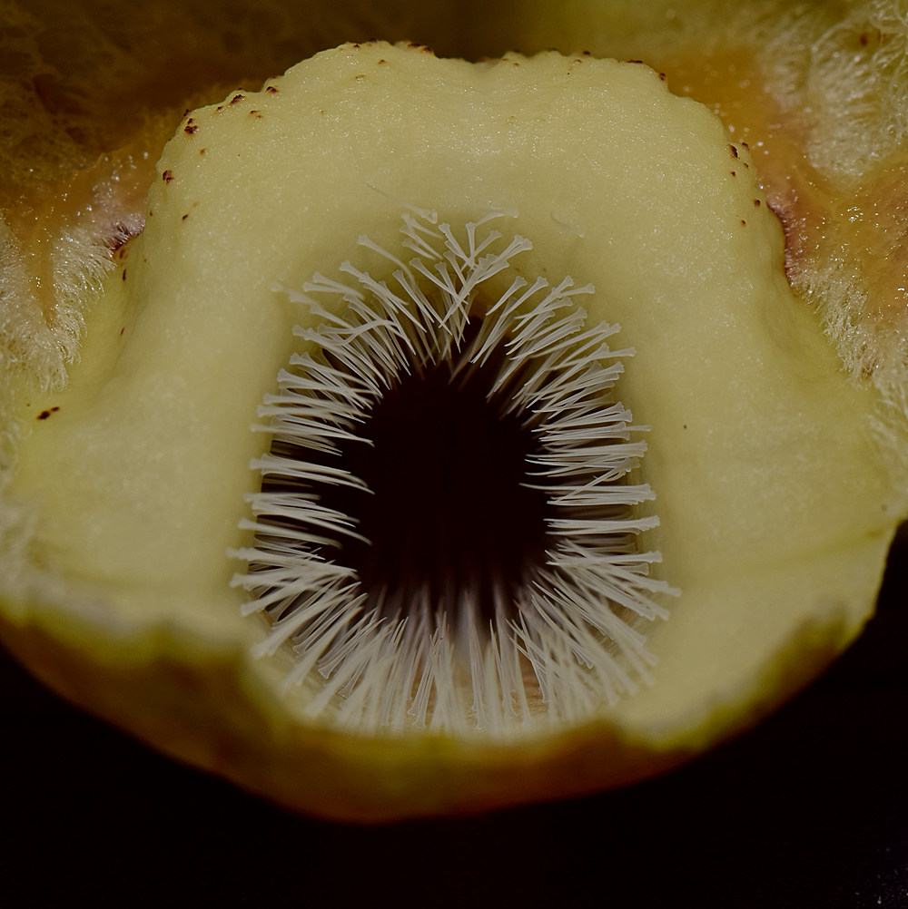 Kewiensis2.jpg