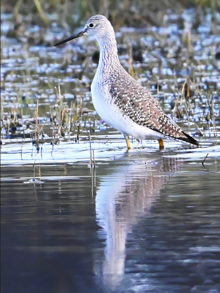 KFW_6622gimptopazxyzs.jpg