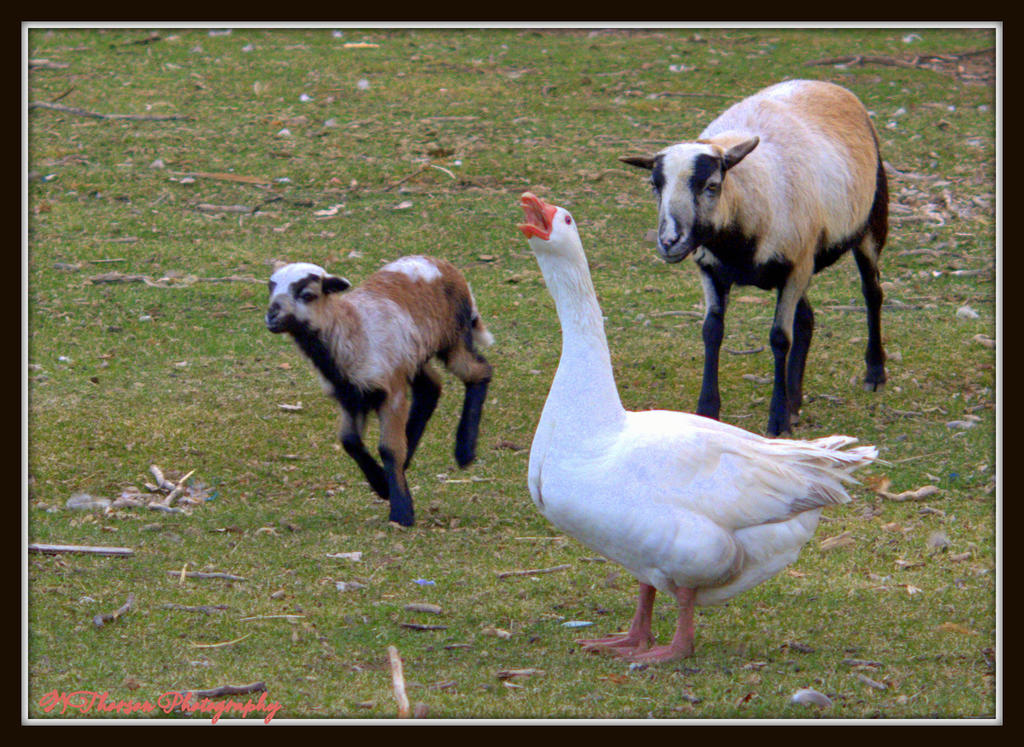 Kid, Goose, and Nanny 3-2-2016.jpg