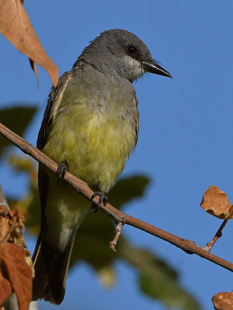 Kiingbird2.jpg