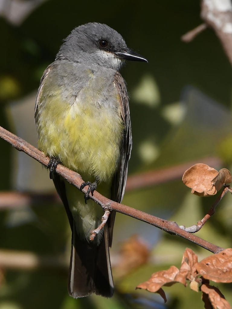 Kiingbird7.jpg