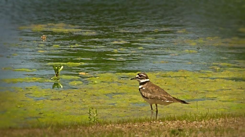 kildeer.jpg