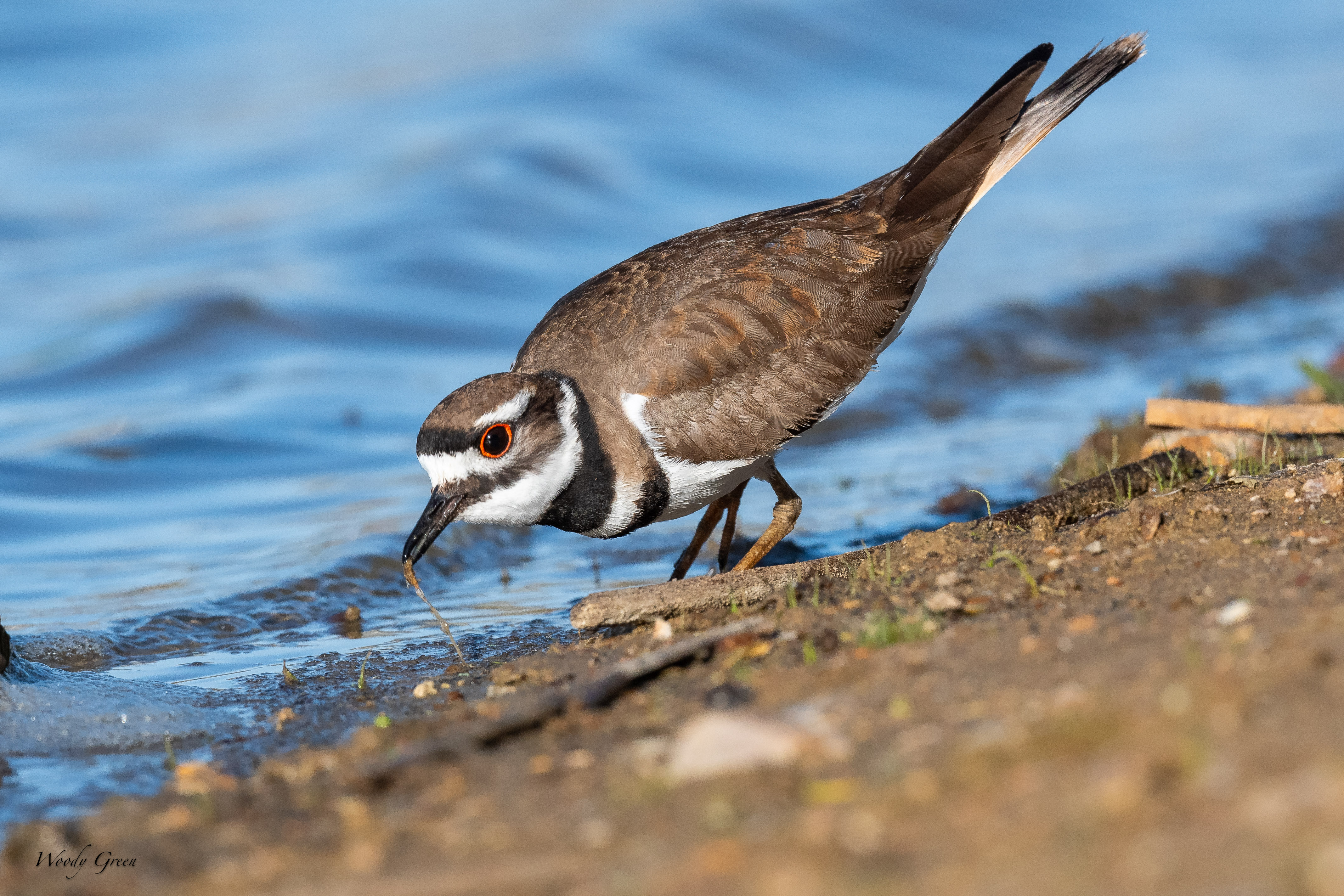 Killdeer-12.jpg