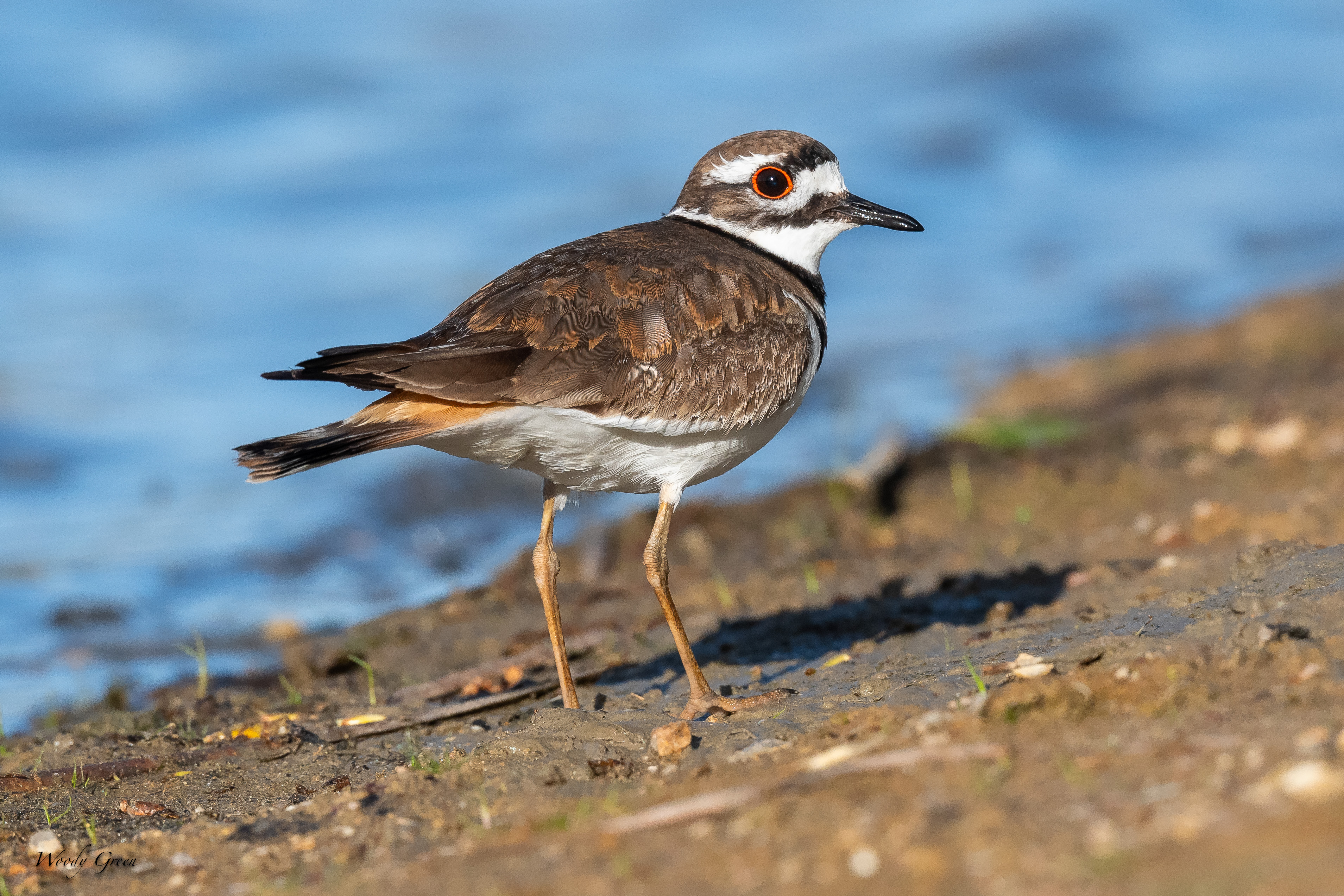 Killdeer-13.jpg