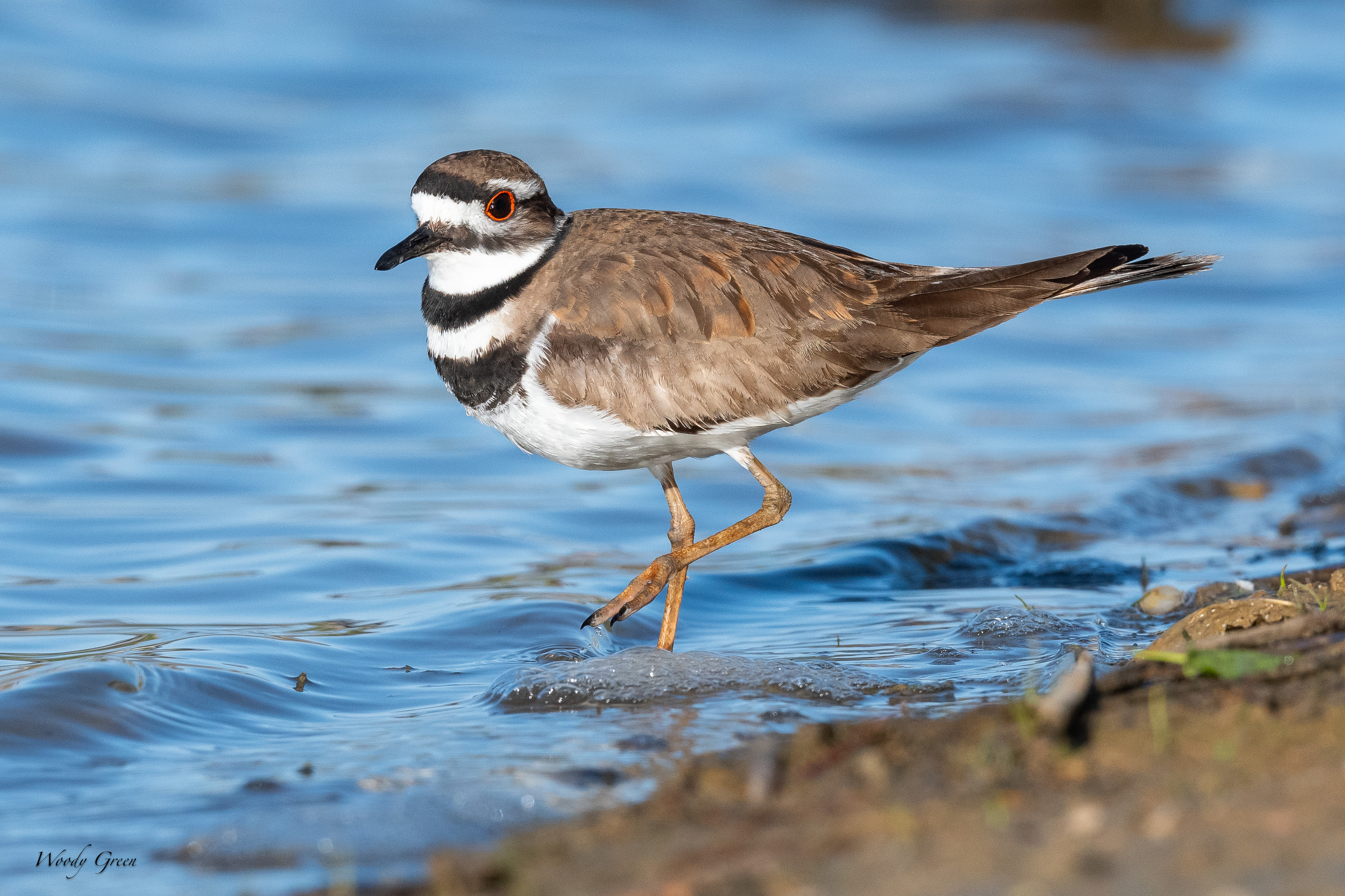 Killdeer-14.jpg
