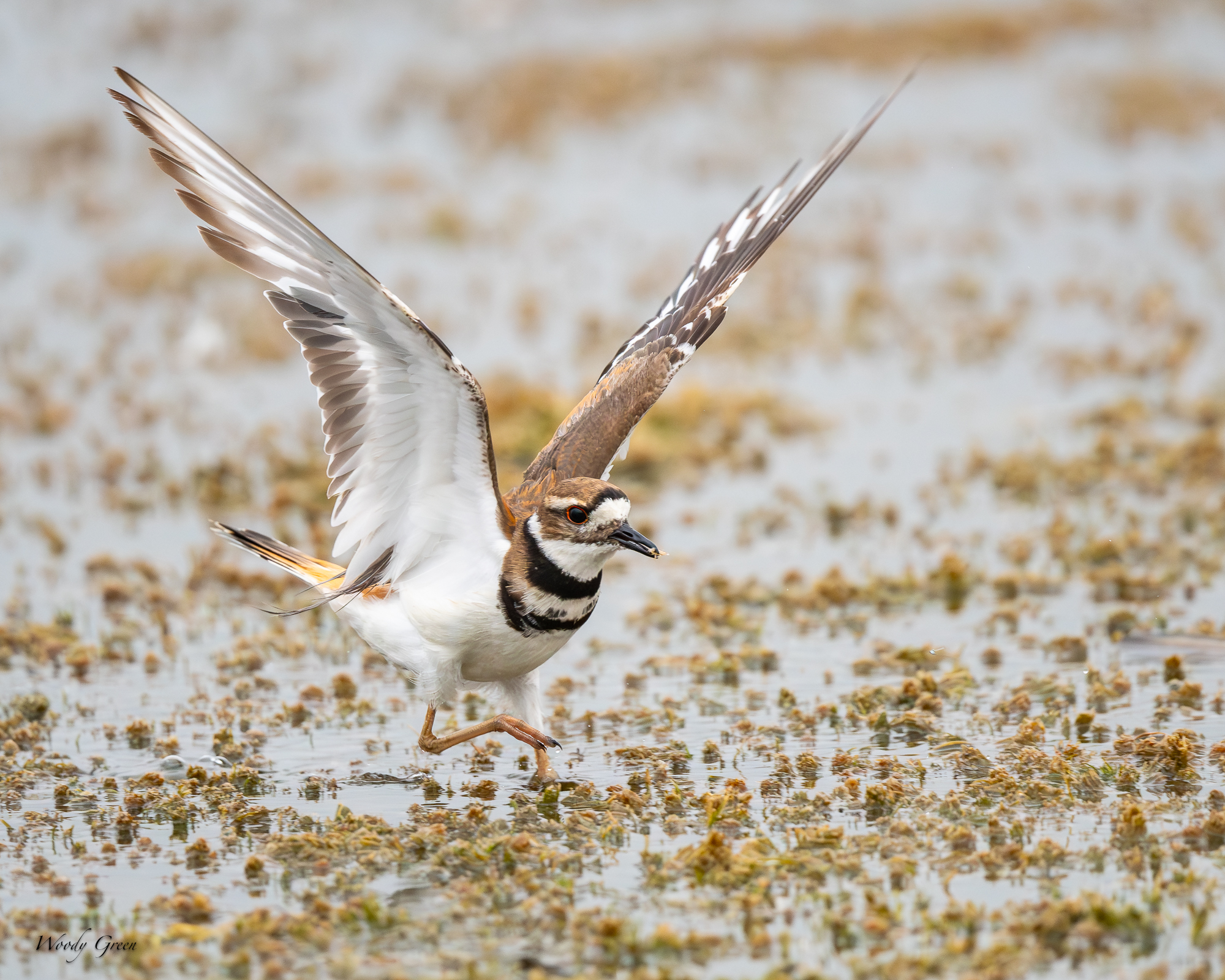 Killdeer-233.jpg