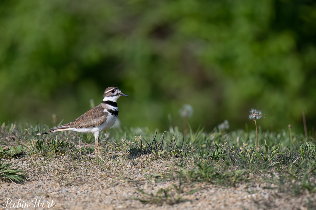 Killdeer--3.jpg