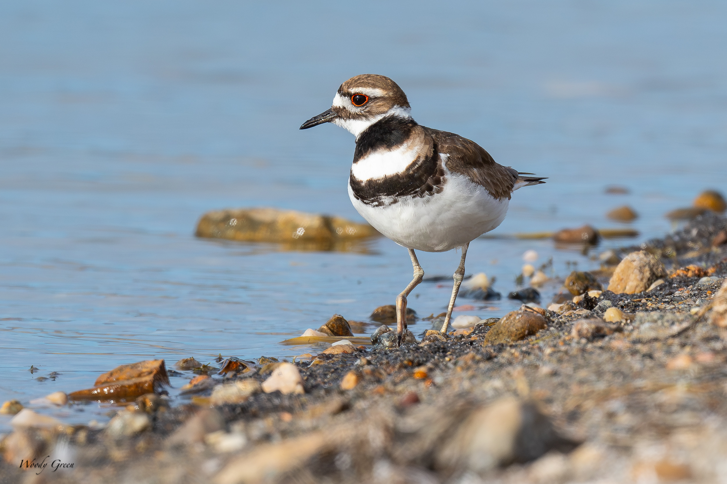 Killdeer-621.jpg