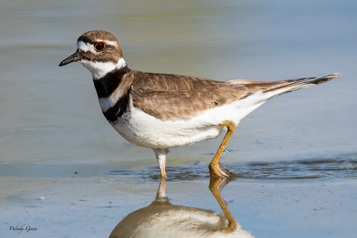 Killdeer-626.jpg