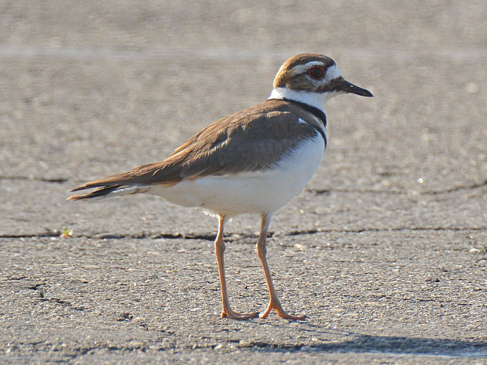 Killdeer.jpg