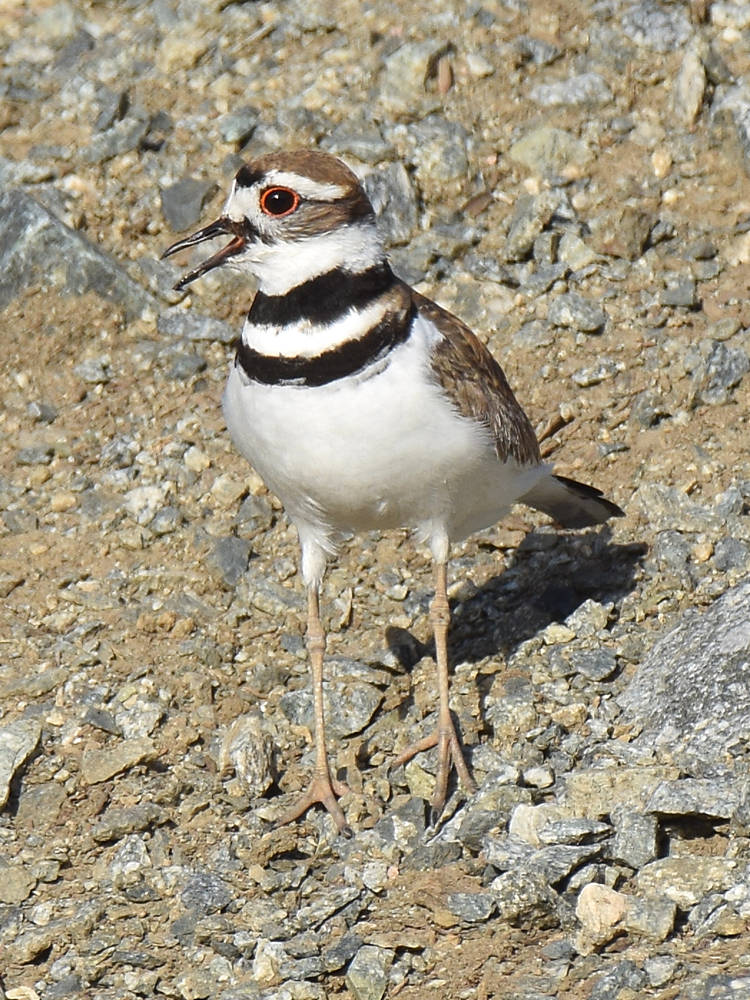 Killdeer.jpg