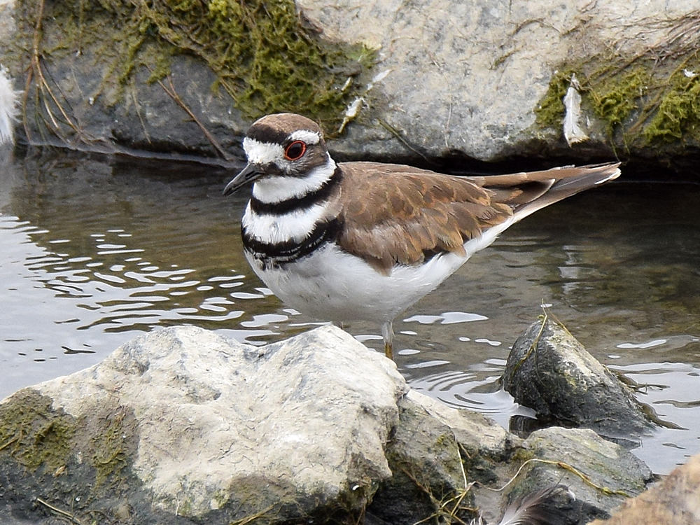 Killdeer.jpg